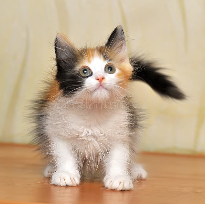 Gatito mullido juguetón divertido imágenes de archivo libres de regalías