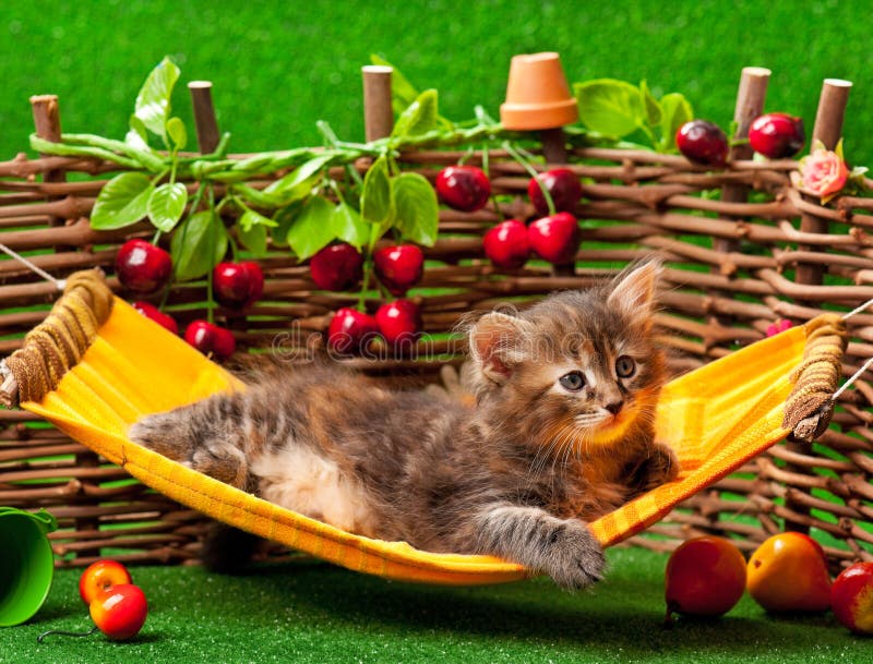 Gatito mullido lindo foto de archivo libre de regalías Gatito mullido lindo foto de archivo libre de regalías