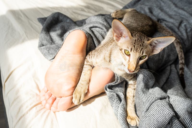 Gatito oriental con manteles de hilo corto que duerme sobre una cama junto a un pie de mujer. Gatito oriental con manteles de hilo corto y ojos verdes durmiendo en una cama junto a los pies de una mujer