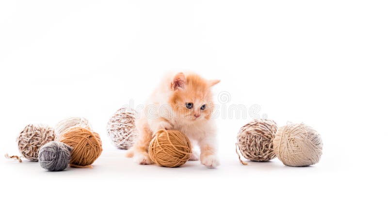 Gatito que juega con las bolas de los cordones aisladas fotografía de archivo Gatito que juega con las bolas de los cordones aisladas fotografía de archivo