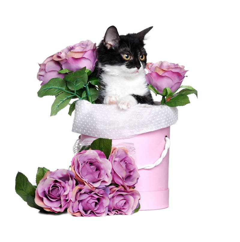 Gatito que se sienta en una caja con las flores aisladas en el backgroun blanco fotografía de archivo Gatito que se sienta en una caja con las flores aisladas en el backgroun blanco fotografía de archivo
