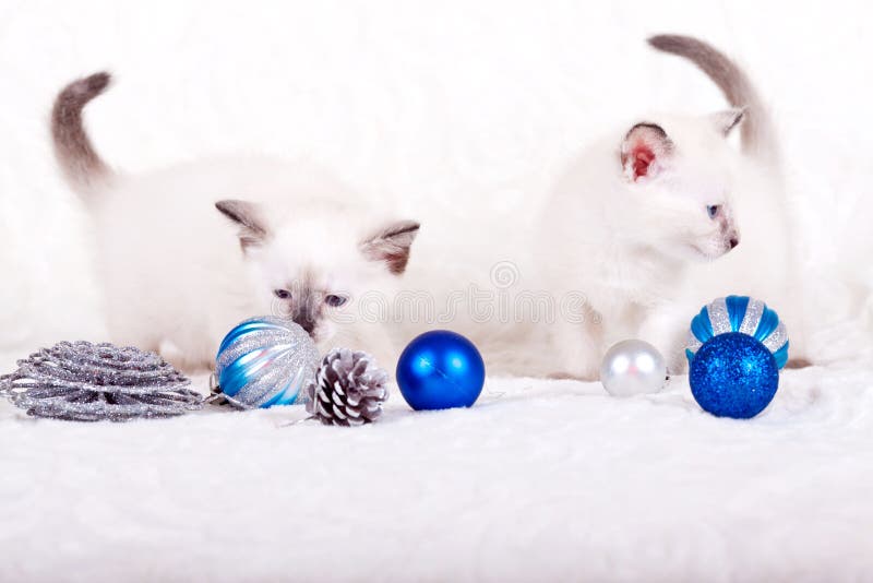Gatito siamés con las bolas azules de la Navidad imagen de archivo libre de regalías Gatito siamés con las bolas azules de la Navidad imagen de archivo libre de regalías