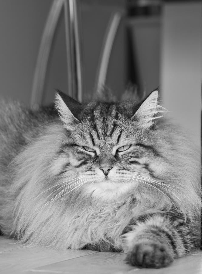 Gatito siberiano de la belleza en la casa, gato atigrado marrón y varón de la caballa fotos de archivo libres de regalías Gatito siberiano de la belleza en la casa, gato atigrado marrón y varón de la caballa fotos de archivo libres de regalías