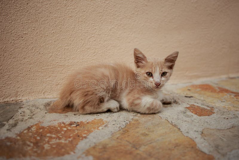 Gatito sin hogar solamente pequeño en la calle fotos de archivo Gatito sin hogar solamente pequeño en la calle fotos de archivo