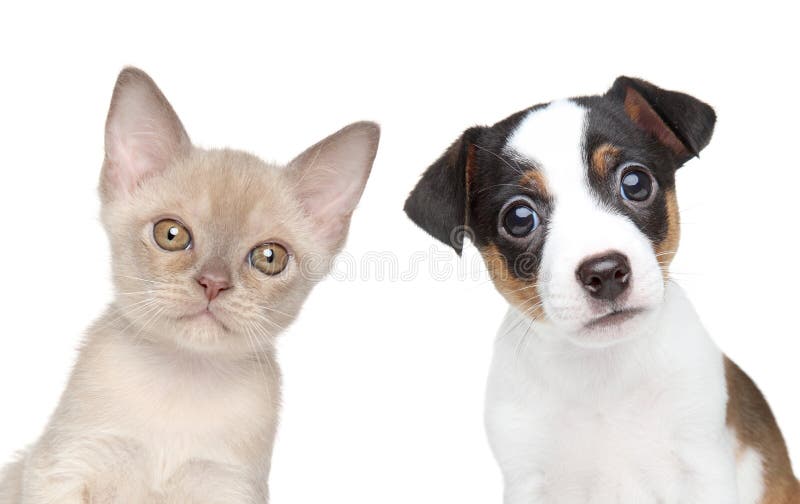 Kitten and puppy together. Close-up portrait on white backgound. Kitten and puppy together. Close-up portrait on white backgound