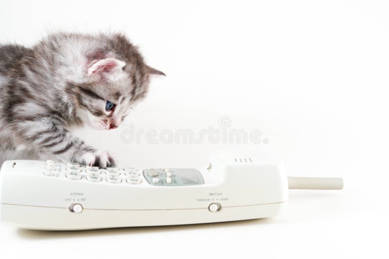 Kitten and wireless phone - isolated. Kitten and wireless phone - isolated