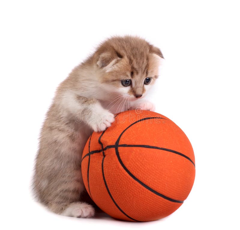 Gatito Y Una Bola Del Baloncesto Foto de archivo Imagen de animales