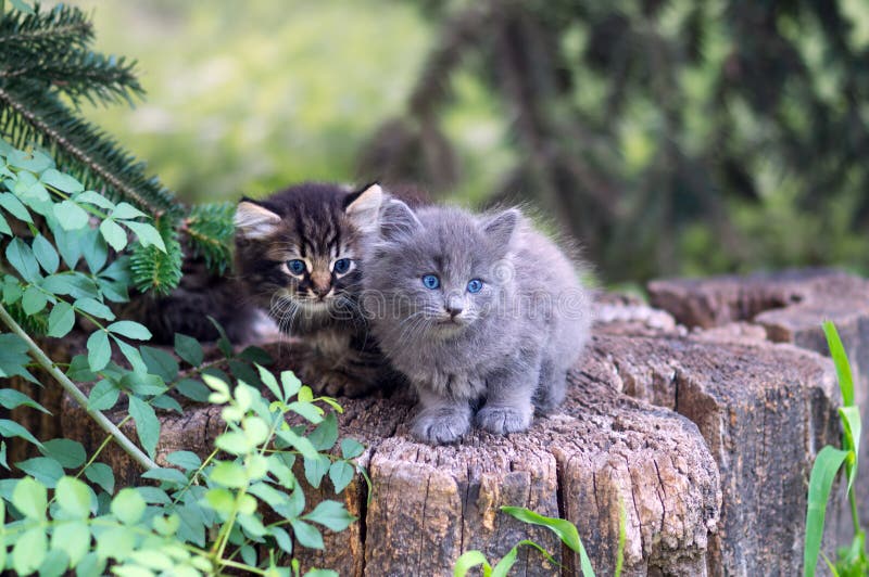 Gatitos adorables