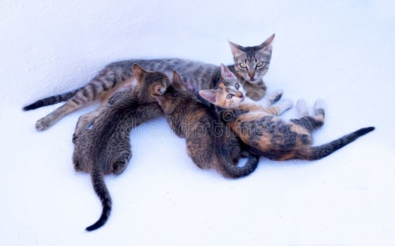 3 kittens with their mother, two kittens are sucling from their mother and have their backs to the camera, one kitten and the mother are looking at the camera, they are lying. 3 kittens with their mother, two kittens are sucling from their mother and have their backs to the camera, one kitten and the mother are looking at the camera, they are lying