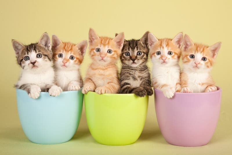 Gatitos de Moggie imagen de archivo