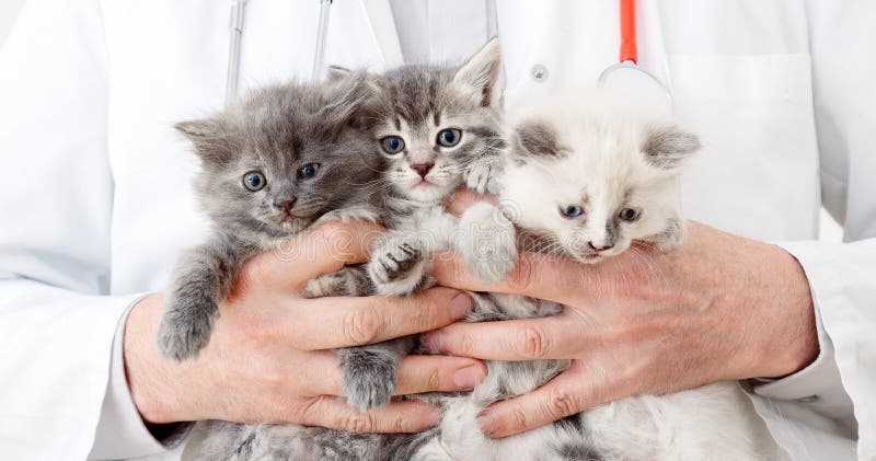 3 Kittens in doctor hands in veterinary clinic. Little fluffy group of cats at vet appointment. Man vet doctor holding many kittens cats for check health, animal pets check up. Long web banner. 3 Kittens in doctor hands in veterinary clinic. Little fluffy group of cats at vet appointment. Man vet doctor holding many kittens cats for check health, animal pets check up. Long web banner