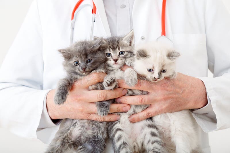 3 Kittens in doctor hands in veterinary clinic. Little fluffy group of cats at vet appointment. Man vet doctor holding many kittens cats for check health, animal pets check up. 3 Kittens in doctor hands in veterinary clinic. Little fluffy group of cats at vet appointment. Man vet doctor holding many kittens cats for check health, animal pets check up