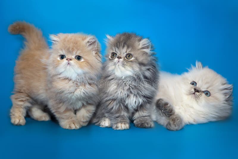 Gatitos persas en un fondo del estudio fotos de archivo libres de regalías Gatitos persas en un fondo del estudio fotos de archivo libres de regalías