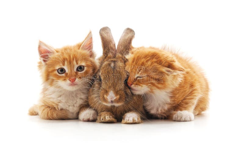 Gatitos y conejos