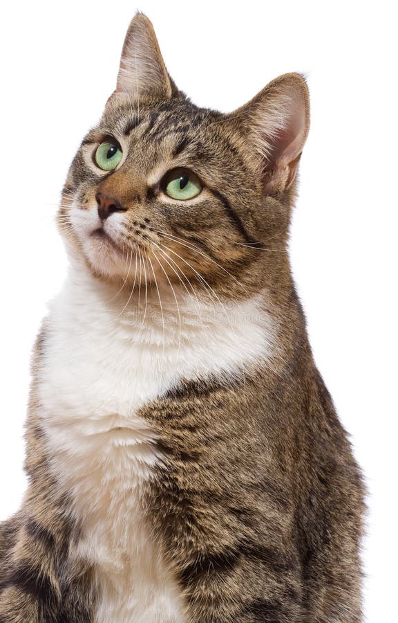Gato imagem de stock Gato imagem de stock