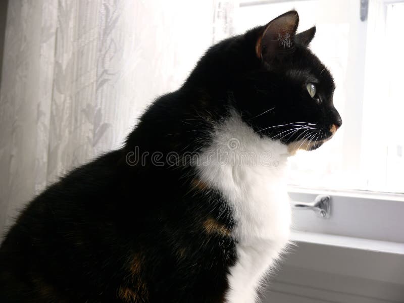 Gato en la cocina imagen de archivo. Imagen de curry - 11815911