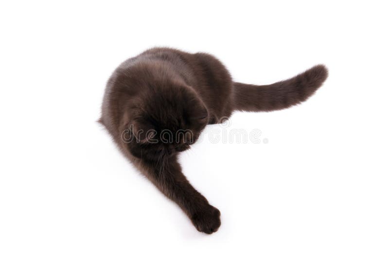 Jogo do gato preto foto de stock. Imagem de preto, isolado - 18338148