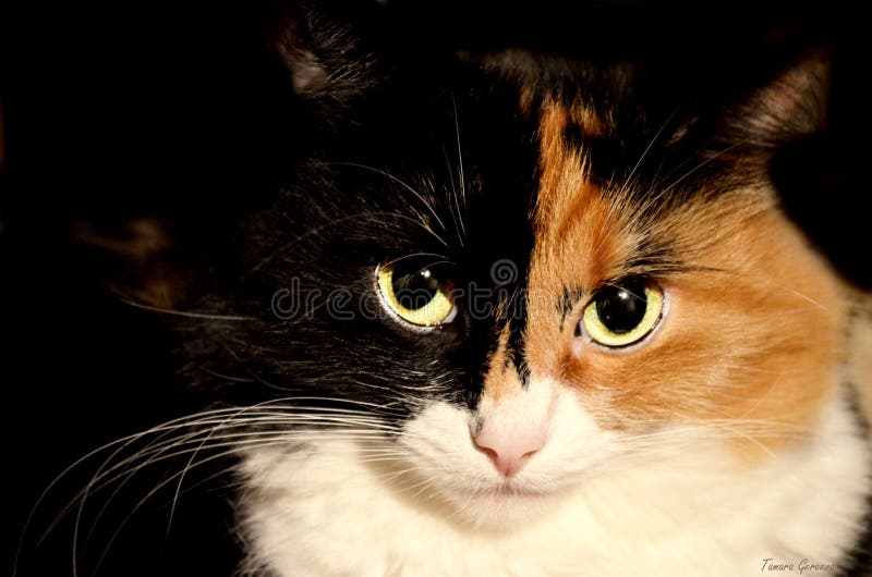 Gato fotografia de stock royalty free Gato fotografia de stock royalty free