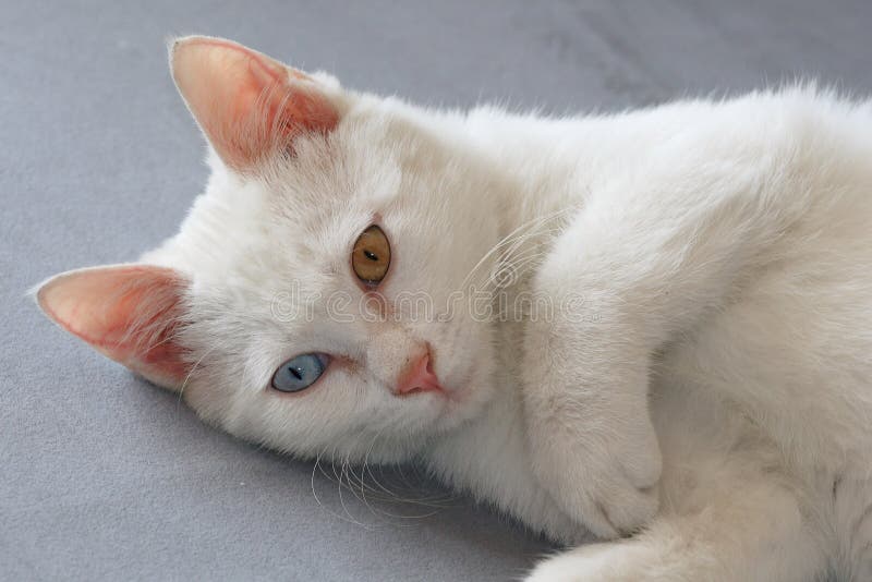 Fofinho gatinho branco com orelhas pretas está aninhado em uma cama branca  enquanto tenta dormir. gato de estimação isolado