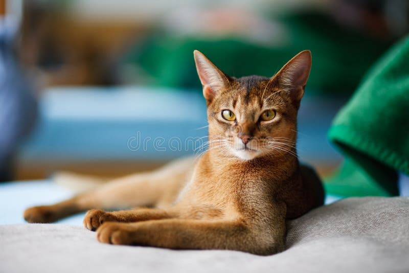 Young Abyssinian cat portrait as a leo king. Young Abyssinian cat portrait as a leo king