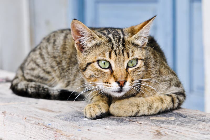 Alert street cat is watching. Alert street cat is watching