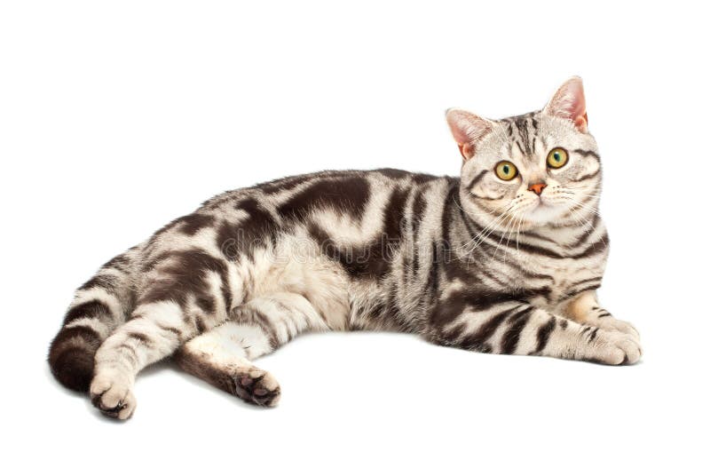 Gato americano de Shorthair foto de stock royalty free Gato americano de Shorthair foto de stock royalty free