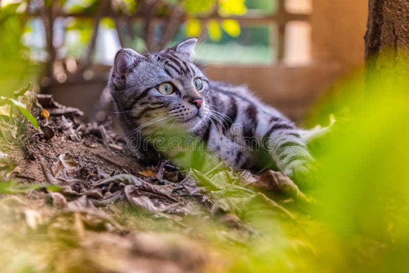 Gato americano do cabelo curto do animal de estimação bonito do cutie do gato que aprecia em um jardim fotos de stock Gato americano do cabelo curto do animal de estimação bonito do cutie do gato que aprecia em um jardim fotos de stock