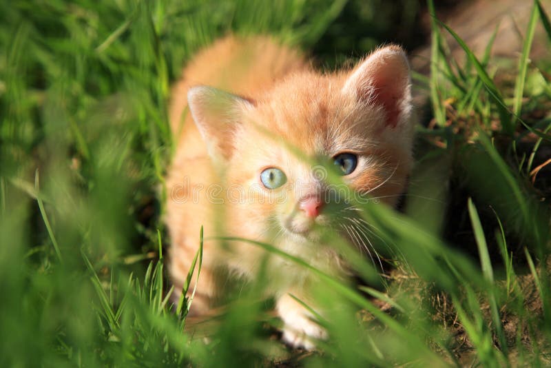 Jogos Do Gatinho Em Uma Grama Verde Imagem de Stock - Imagem de animais,  gato: 36791029