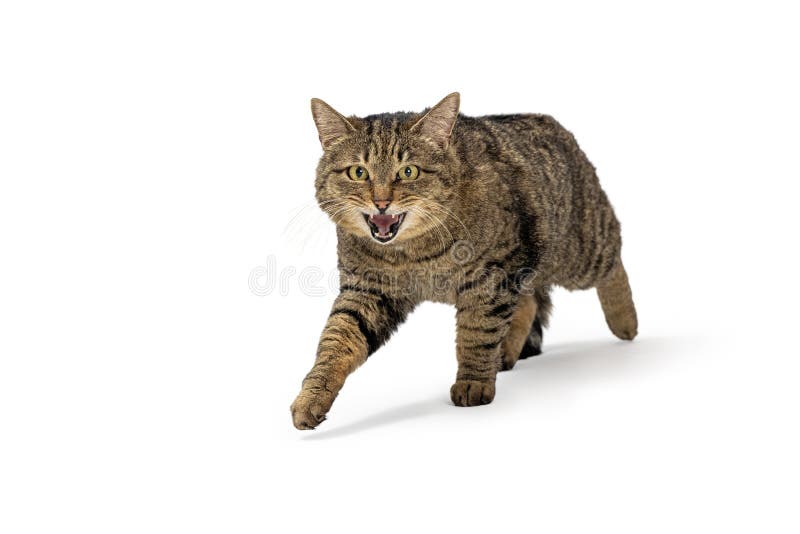 Gato Dos Desenhos Animados PNG Imagens Gratuitas Para Download