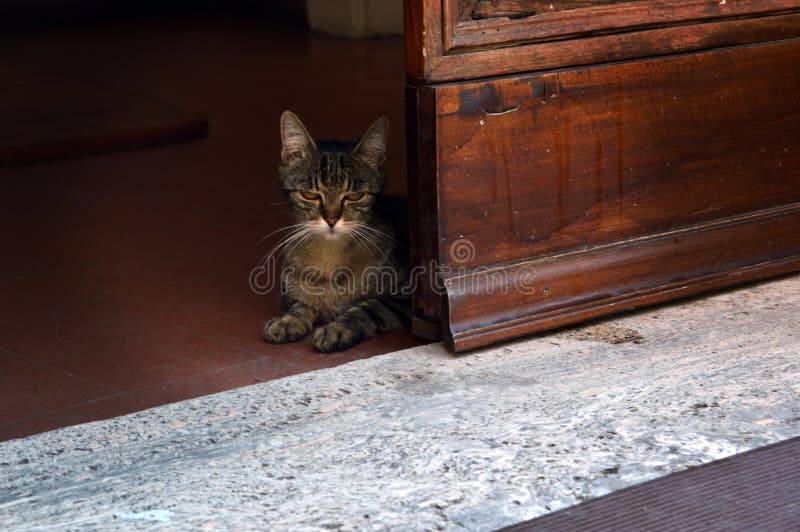 Gato atrás da porta imagens de stock royalty free Gato atrás da porta imagens de stock royalty free