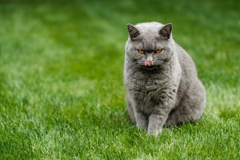 Gato azul britânico bonito de Shorthair imagens de stock Gato azul britânico bonito de Shorthair imagens de stock