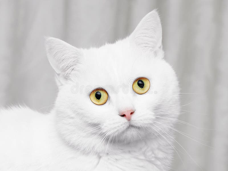 Gato blanco imagenes de archivo Gato blanco imagenes de archivo