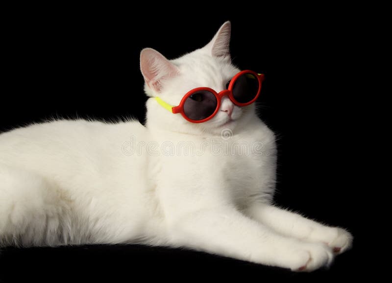 White cat wearing red sunglasses. White cat wearing red sunglasses