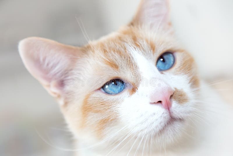 Gato Blanco Con Los Ojos Azules Imagen de archivo Imagen de europeo, pelo 109868661
