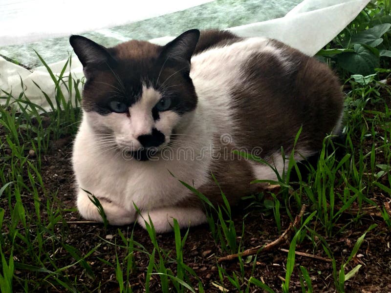 Gato blanco de reclinación hermoso fotografía de archivo libre de regalías Gato blanco de reclinación hermoso fotografía de archivo libre de regalías