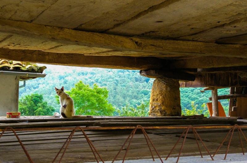 Gato blanco y negro en un trabajo, debajo del tejado, viendo el mounta imagen de archivo libre de regalías Gato blanco y negro en un trabajo, debajo del tejado, viendo el mounta imagen de archivo libre de regalías