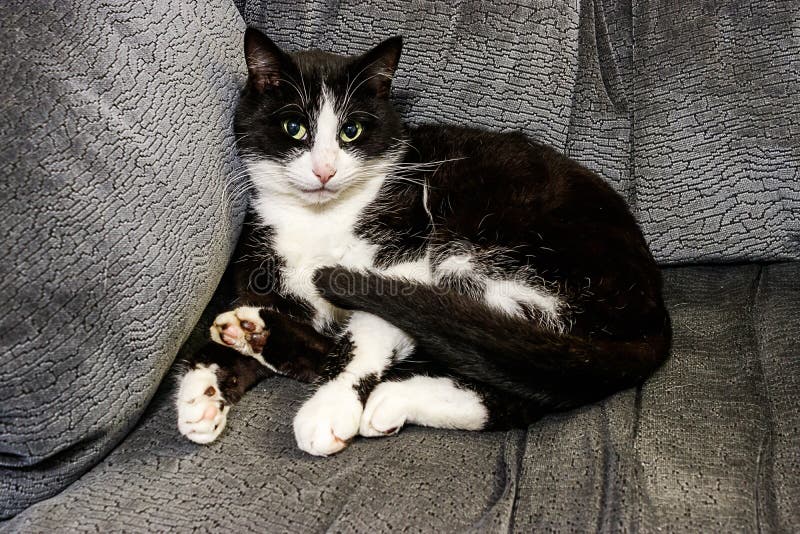 El Gato Blanco Y Negro Con Los Ojos Verdes Mira Cosas Del