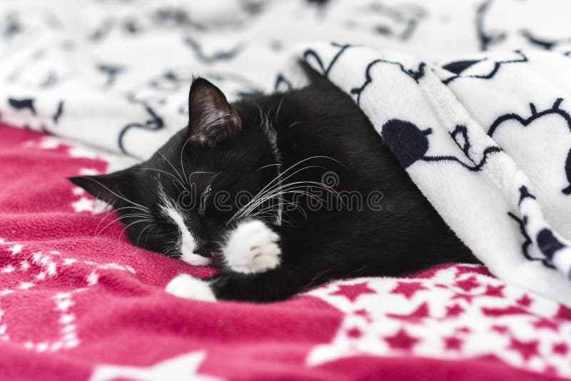 Gato blanco y negro que duerme debajo de la manta en casa Negro-y fotos de archivo libres de regalías Gato blanco y negro que duerme debajo de la manta en casa Negro-y fotos de archivo libres de regalías