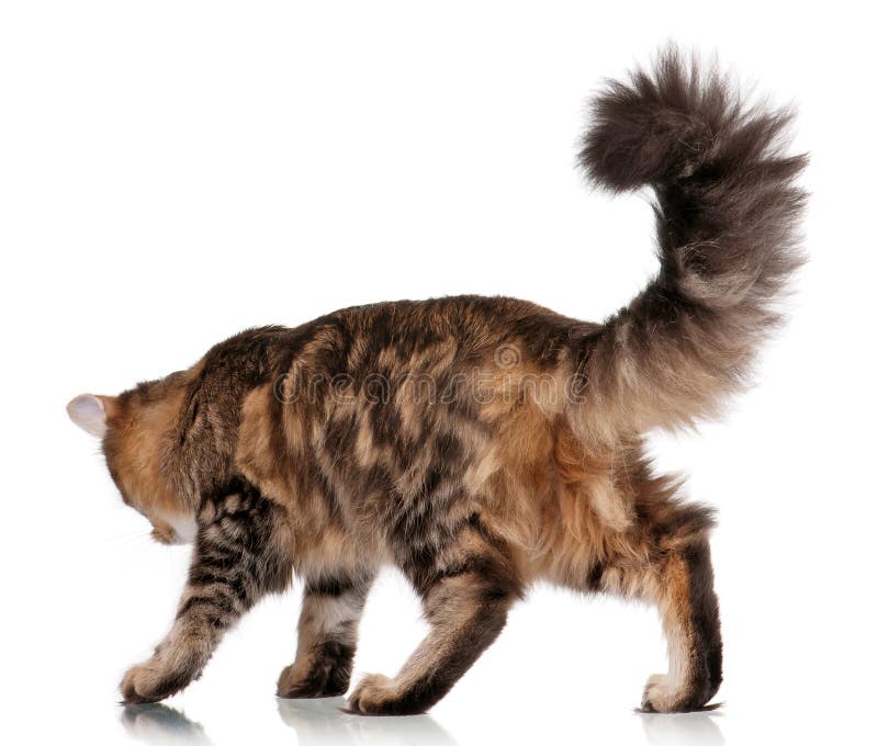 Jogos Macios Pequenos De Maine Coon Do Gatinho Foto de Stock - Imagem de  gato, cabelo: 85355236