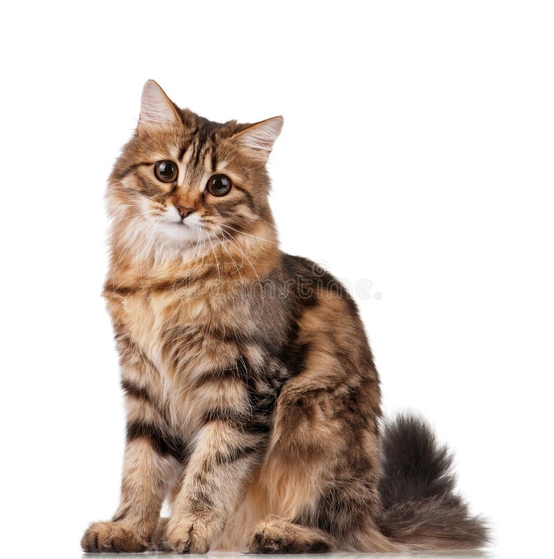 Jogos Macios Pequenos De Maine Coon Do Gatinho Foto de Stock - Imagem de  gato, cabelo: 85355236