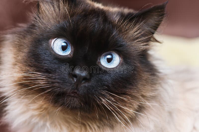 Gato bonito com olhos azuis imagem de stock Gato bonito com olhos azuis imagem de stock