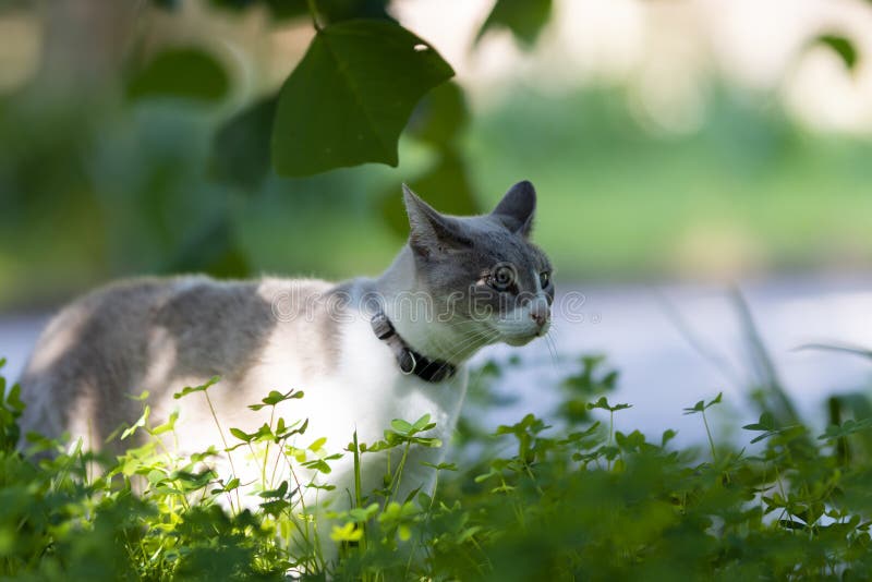 Um Gato Fofo Com Uma Cara Insatisfeita Engraçada Sentado Na Sala De Jogos  No Meio Do Conjunto De Construção Imagem de Stock - Imagem de pele, relaxe:  273463869