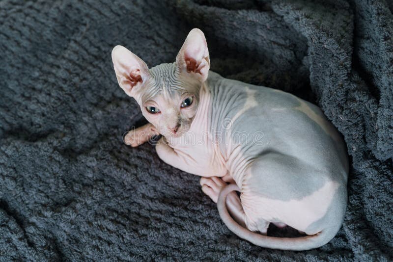 Gato bonito de Sphynx fotos de stock Gato bonito de Sphynx fotos de stock