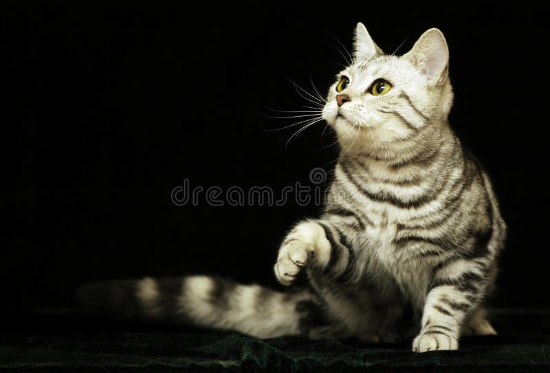 A cute cat in the dark background. A cute cat in the dark background