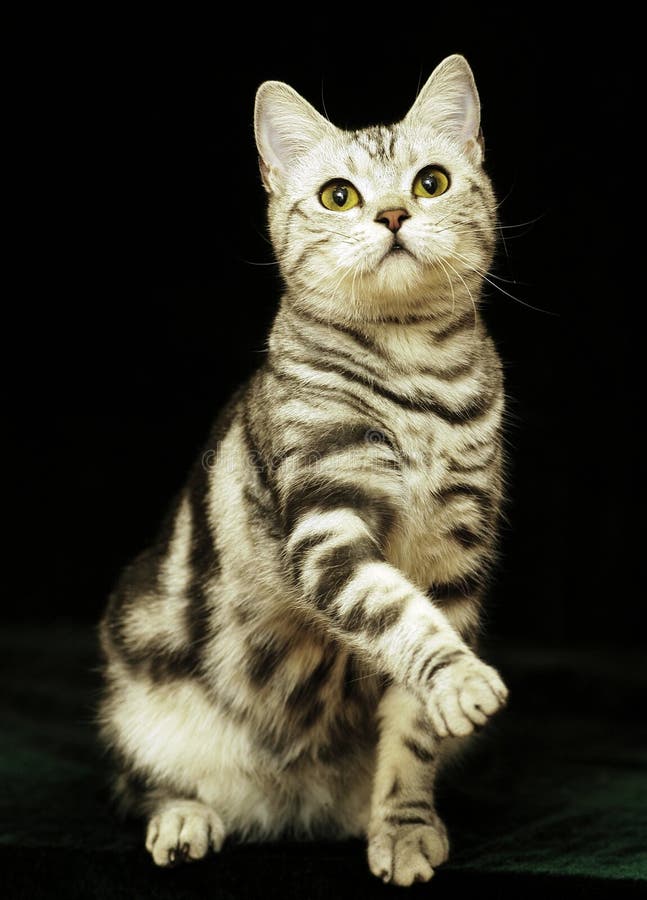 This is an American Tabby cat in the dark background. This is an American Tabby cat in the dark background