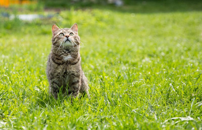 Jogos Do Gatinho Em Uma Grama Verde Imagem de Stock - Imagem de animais,  gato: 36791029