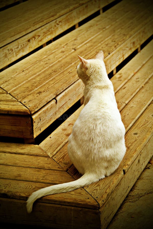 White cat sit down on the wood step. White cat sit down on the wood step.