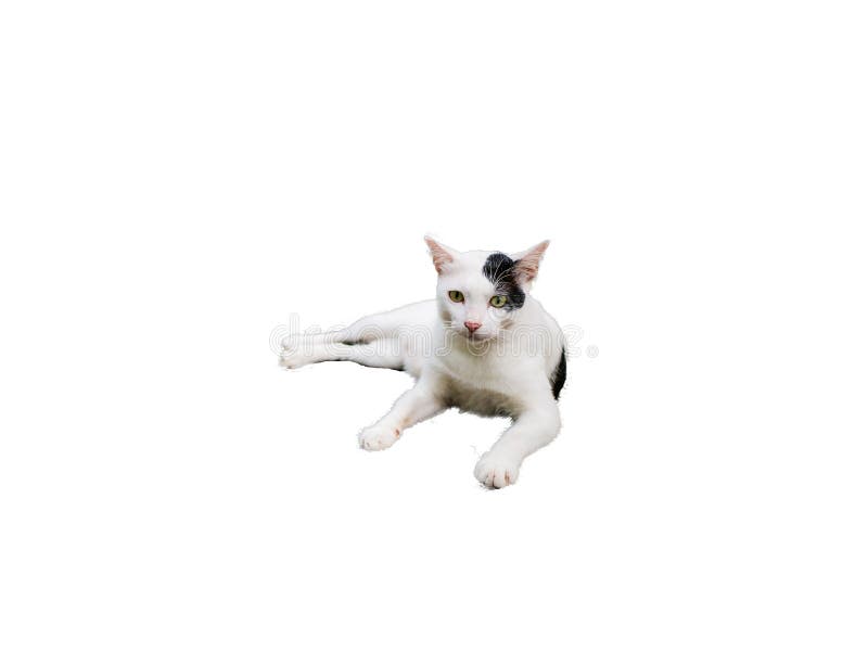 Jogo do gato preto imagem de stock. Imagem de preto, branco - 66726499