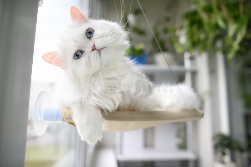 Gato branco engraçado posando na janela pendurada na cama imagens de stock