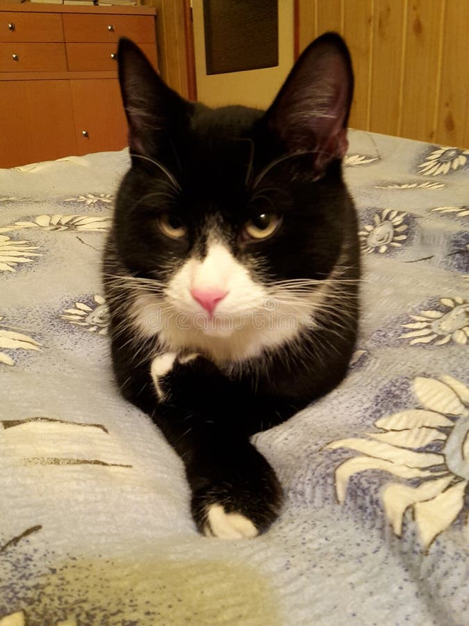Fofinho gatinho branco com orelhas pretas está aninhado em uma cama branca  enquanto tenta dormir. gato de estimação isolado